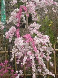 JAPAN-ISRAEL SAKURA2